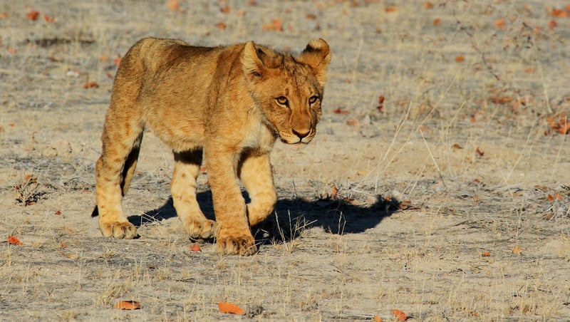 Lion in the Savannah